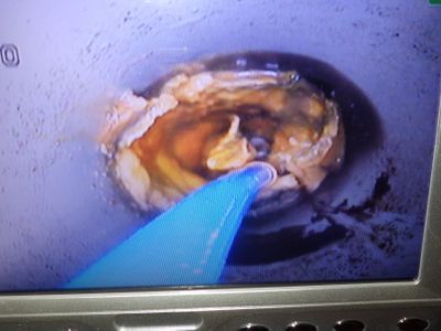 ☆カメラは室内から入る所まで☆室内+外回り料金☆埼玉県川口市･栃木県大田原市発！