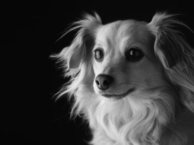 【業界20年】動物大好きなカメラマンとアシスタントが楽しく撮影いたします！