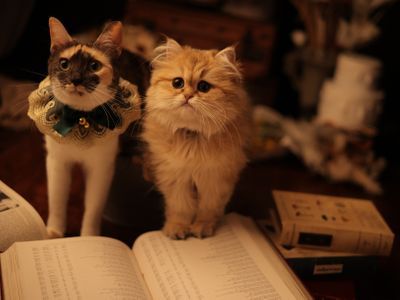 【業界20年】動物大好きなカメラマンとアシスタントが楽しく撮影いたします！