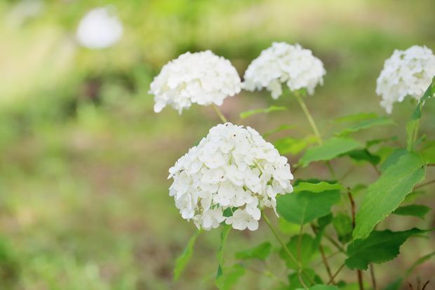 アナベルの剪定は簡単 アナベルの剪定の時期と方法を紹介 くらしのマーケットマガジン