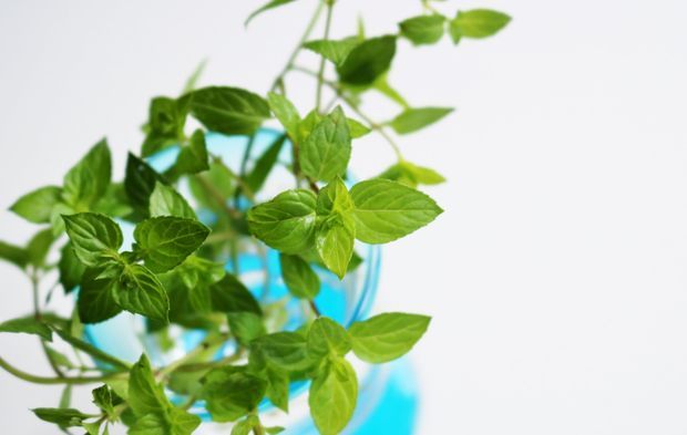 ゴキブリは ハーブ が嫌い ゴキブリよけに効果的なハーブ3選と注意点 くらしのマーケットマガジン