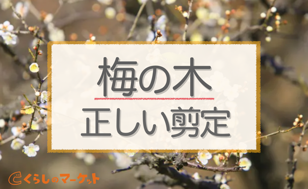 梅の木の正しい剪定方法 時期によって異なる剪定方法を徹底解説 くらしのマーケットマガジン