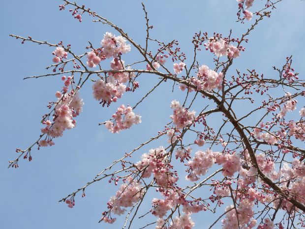 桜の木の伐採 抜根を検討したら 安全に抜根する方法と注意点 くらしのマーケットマガジン