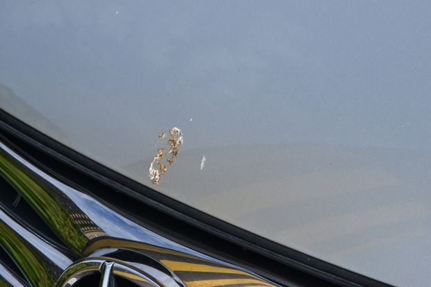 車についた虫や鳥のフンの簡単 掃除法 おすすめ掃除道具 くらしのマーケットマガジン 車についた虫や鳥のフンの簡単 掃除法 おすすめ掃除道具 くらしのマーケットマガジン