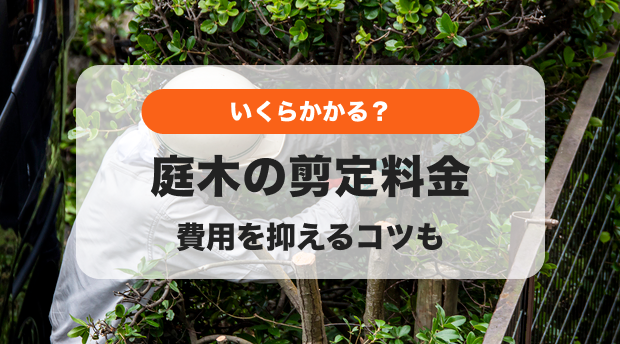値下げ 庭木 まきの木 ⑥ 高さ2.3M 幹回り45㎝ 枝:幹