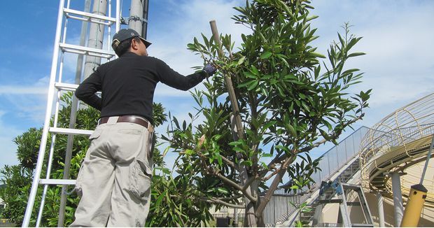 毛虫写真なし 毒毛虫 チャドクガ等 の駆除方法 刺された時の対処法 くらしのマーケットマガジン