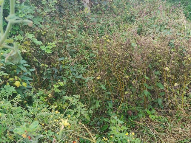 サービスの画像