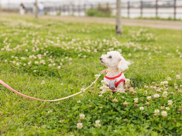 サービスの画像
