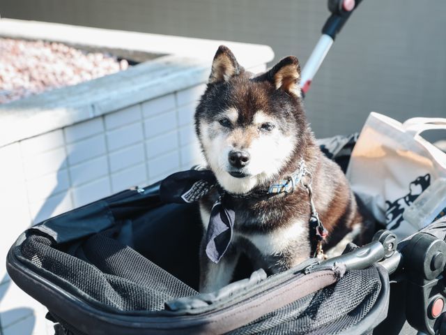 サービスの画像