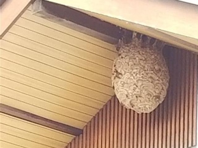 ハチの巣の駆除