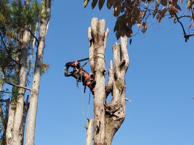 【20m超えの伐採可能】年間800本の伐採実績！損害保険完備