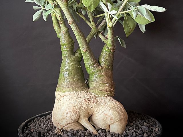高級観葉植物のプロがワンランク上の植え替えを行います。