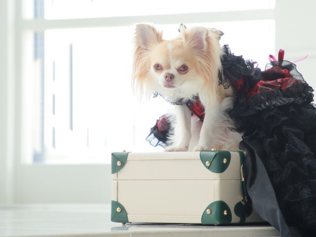 わんちゃんはかけがえのない家族の一員！　何気ない日常もお写真に残しませんか？