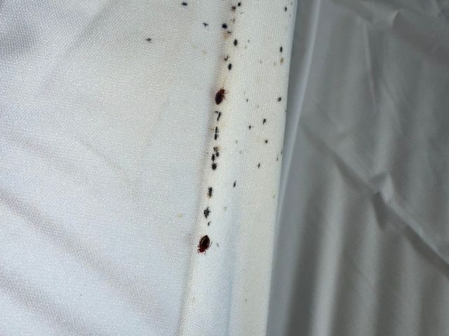 赤ちゃんやペットにも安心な薬剤使用！プロの技術でトコジラミを完全駆除！