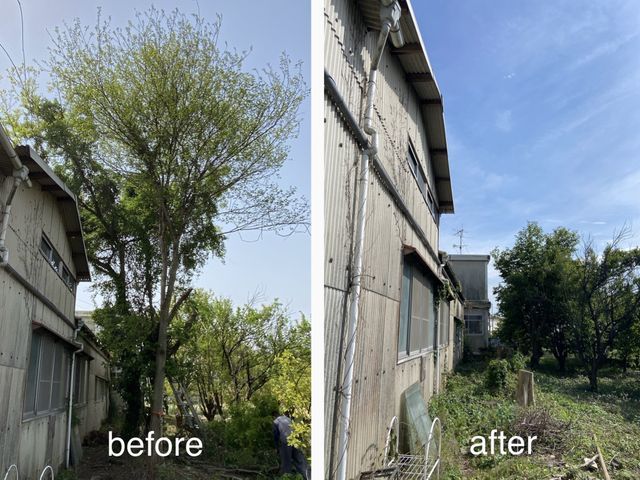 即日対応OK｜高木・危険木対応｜追加料金なし｜職人直施工で安心の伐採作業