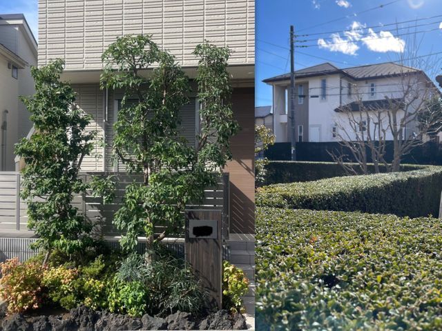 見た目だけでなく、育ちやすさも考えた剪定を行います。