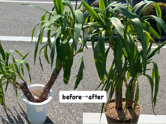 千葉県我孫子発☆ 面倒で手間な植替え作業お任せください♪