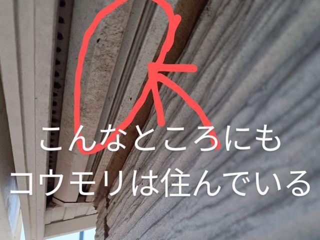 【業界経験30年以上の経験と実績】　　ころさない害獣防除はお任せください。