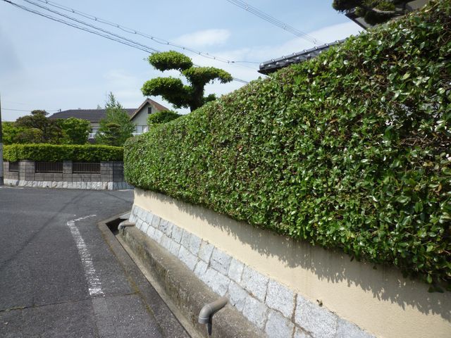 26年の経験ありで、樹木の医者です！★非喫煙者◉縮景園など剪定の経験あり☆