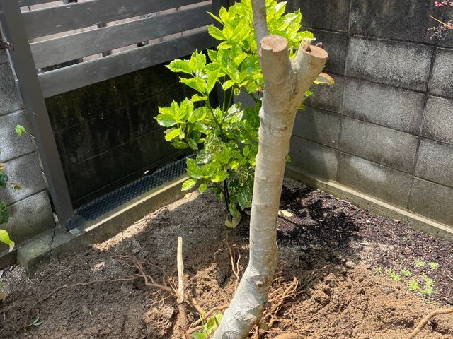 植木の伐採