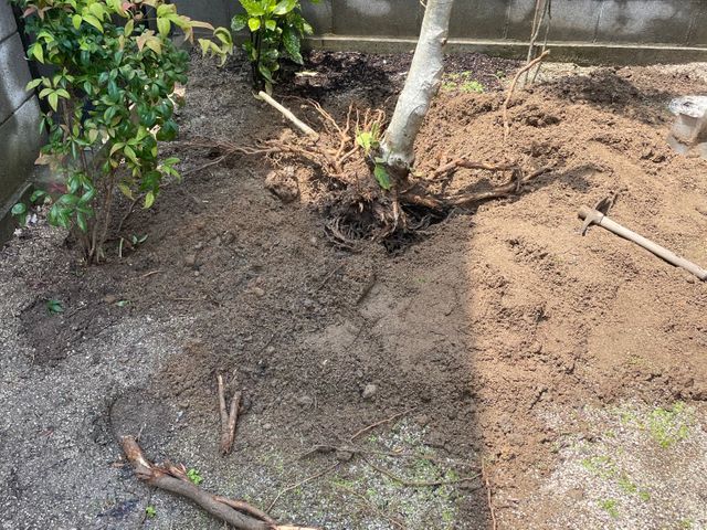 植木の伐採