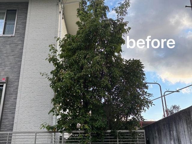 庭木の剪定・お手入れサービス【丁寧・安心対応】まずは無料のお見積を！