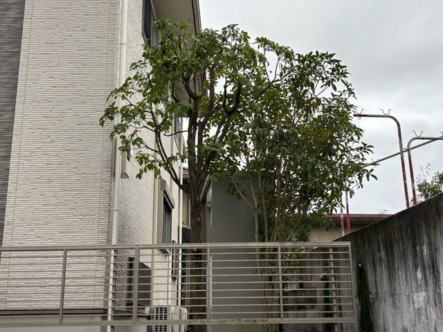 庭木の剪定・お手入れサービス【丁寧・安心対応】まずは無料のお見積を！