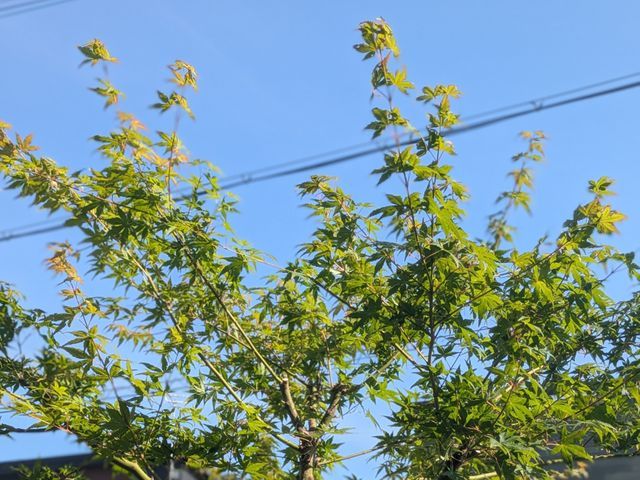 ☆刈り込まない自然風な剪定☆お手入れしやすいサイズ感・優しく柔らかい木に☆