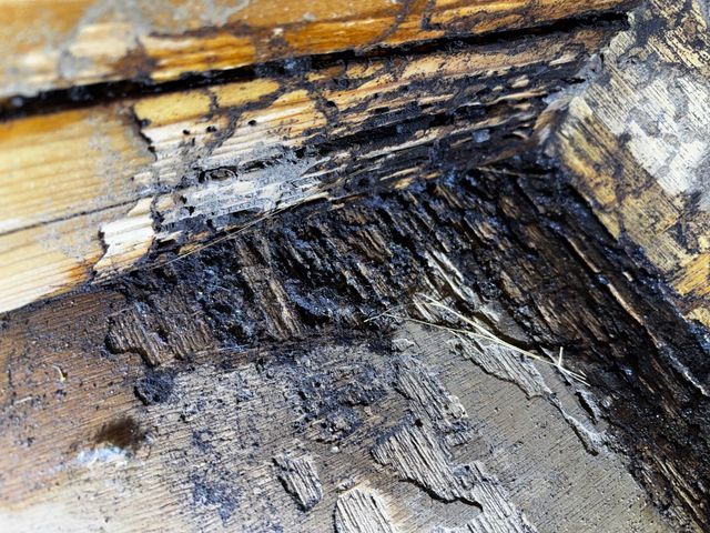 ☆新春キャンペーン料金50%オフ☆『虫バリア付き』【害虫駆除/シロアリ】