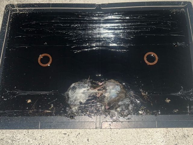 【環境省の認定事業者】☆お見積り無料！即日ご対応可能！完全駆除をお約束します！