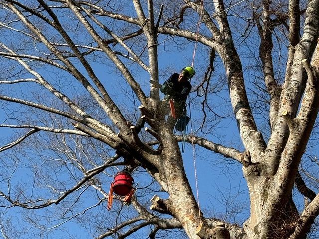 ロープワークでの【特殊剪定・伐採】★大切な庭木★巨木・高木でも★