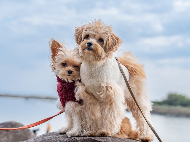 芸能事務所提携カメラマン / やさしい雰囲気で撮影♪ / ペット商業撮影経験あり