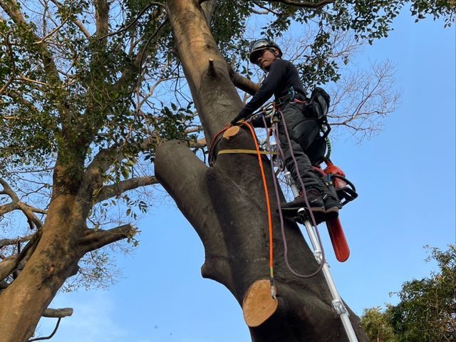 【重機不要】ロープ木登りで高木伐採。低木も丁寧に対応いたします。
