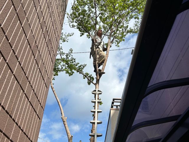 伐採・伐根作業