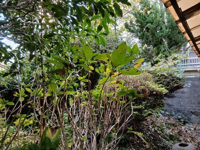 剪定のプロと便利屋の二刀流でお庭のお悩み一括解決