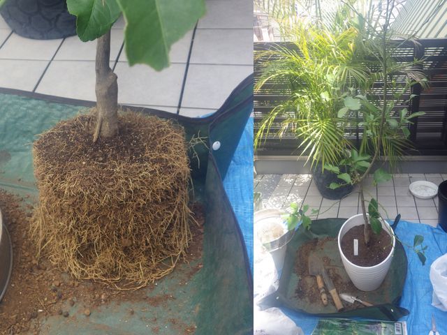 歴60年プロのベテラン庭師が対応。庭木の事ならなんでもご相談ください