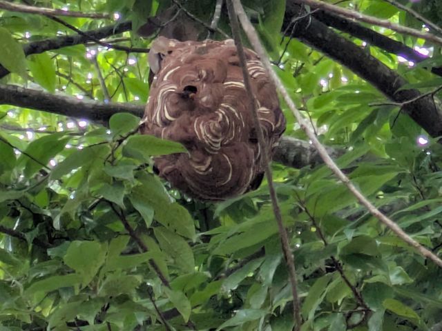 迅速に対応を行います。ご連絡の際に場所や大きさなどをお聞きさせて頂きます。