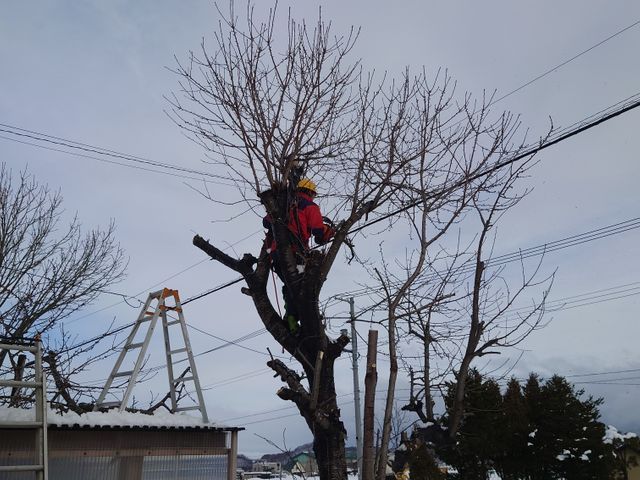 庭木の撤去・伐採。適切な価格で作業!まずはお気軽にお問い合わせください。