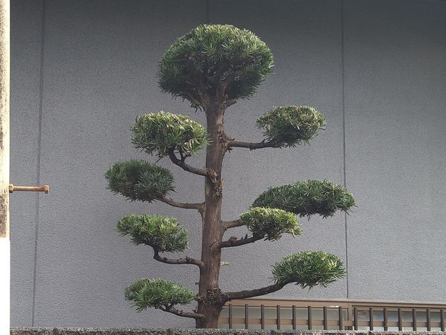 【一級造園施工管理技士】17年の実績◎植物に優しい理想の庭を再現