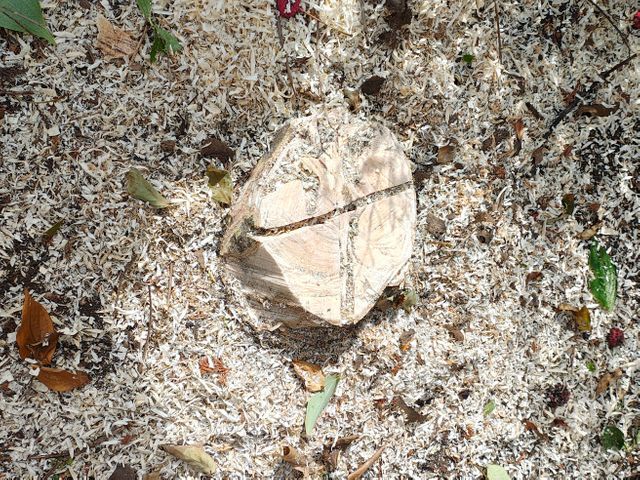 庭木の伐採、伐根