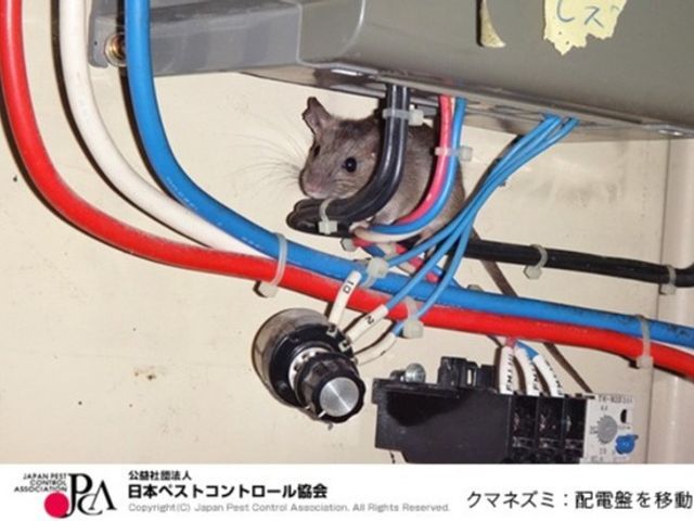 1年間再発保証あり 産業道路沿いに路面店 信頼のさいたま市委託事業者です 総合リビングサービス株式会社の害獣駆除 ネズミ駆除 くらしのマーケット