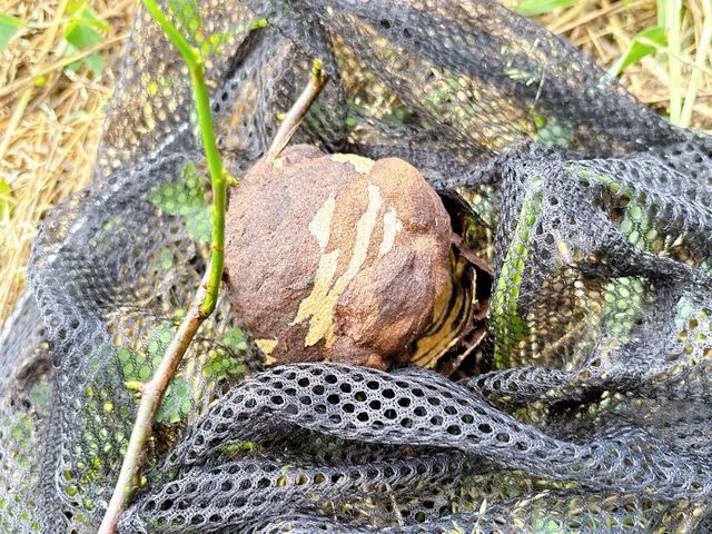 【迅速・安心・丁寧】万事屋 良助の蜂の巣駆除サービス