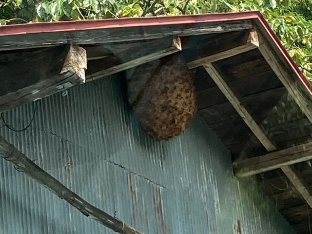 蜂駆除(スズメバチ、アシナガバチ、ミツバチ)