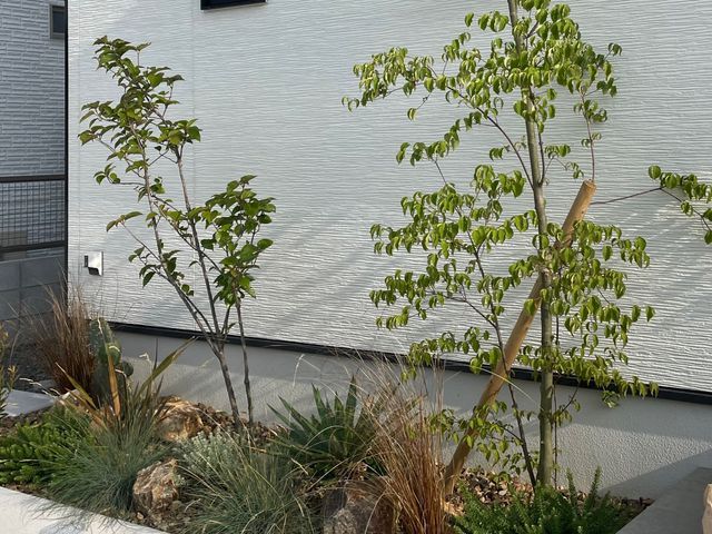 【新規出店】9月度の受付開始中　庭木の自然樹形の剪定やオージープランツの剪定も可