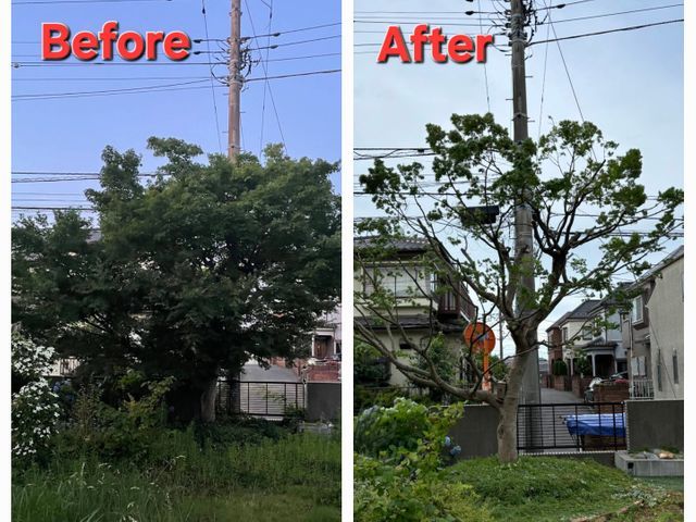 シンボルツリー、最高の”顔”に仕立てます！