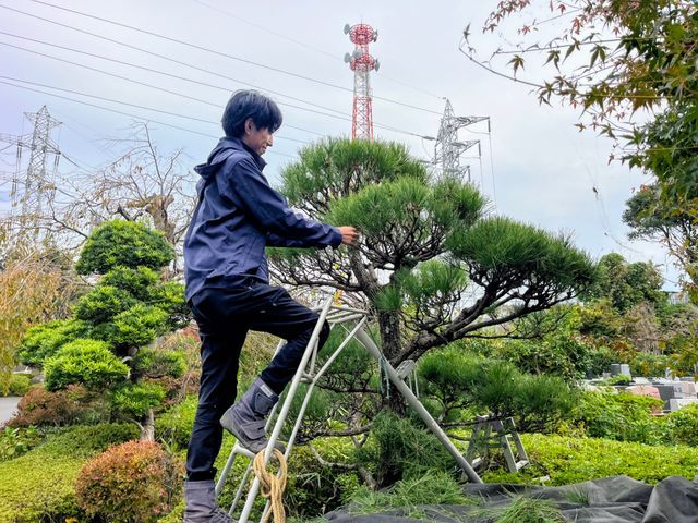 【庭木の剪定】美しい自然樹形に仕立てます！