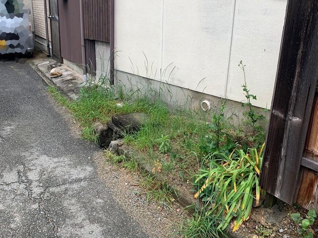 お庭、空き地の草むしりサービス
