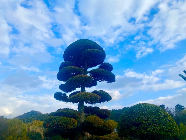 店長が最後まで施工！高さ制限なし・立ち会い不要でも安心の庭木剪定サービス