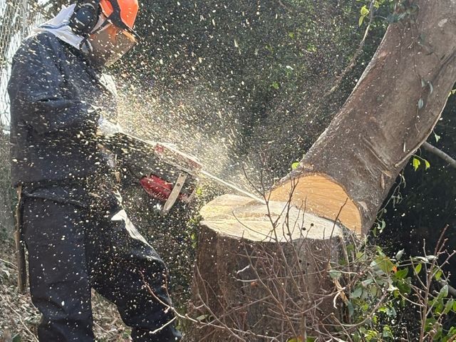 庭木の伐採・草刈り・回収サービス