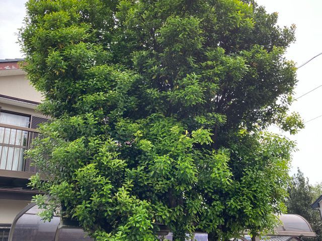 庭木伐採、抜根